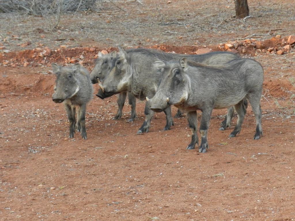 Genet House Holiday Home Marloth Park Exteriör bild