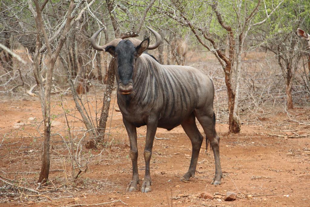 Genet House Holiday Home Marloth Park Exteriör bild