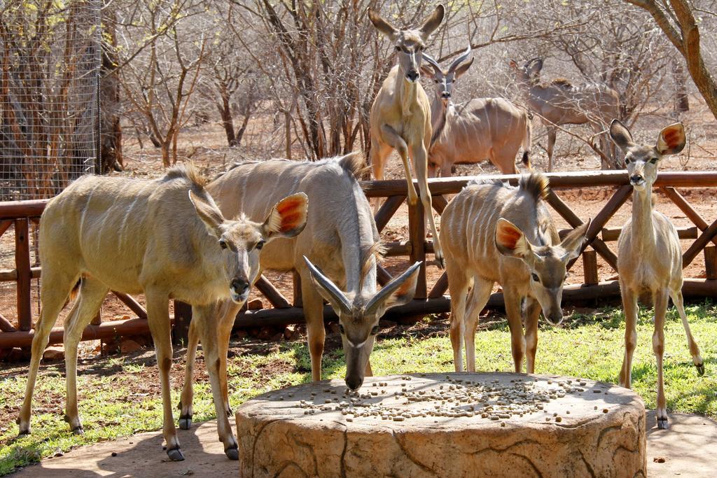 Genet House Holiday Home Marloth Park Exteriör bild